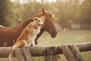 Close view of a dog sitting beside horse