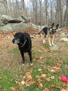 Two dogs standing in a field with rocks and leaves.