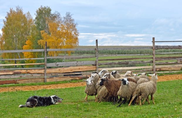 A dog looking at a group of sheep