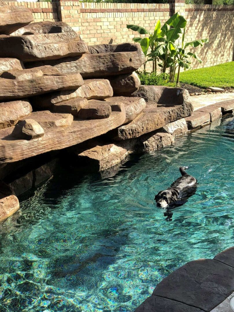 Closeup view of Dog swimming in the pool