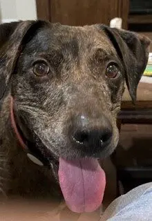 A close up of a dog with its tongue hanging out