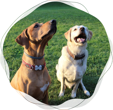 Dog Obedience Dog Obedience