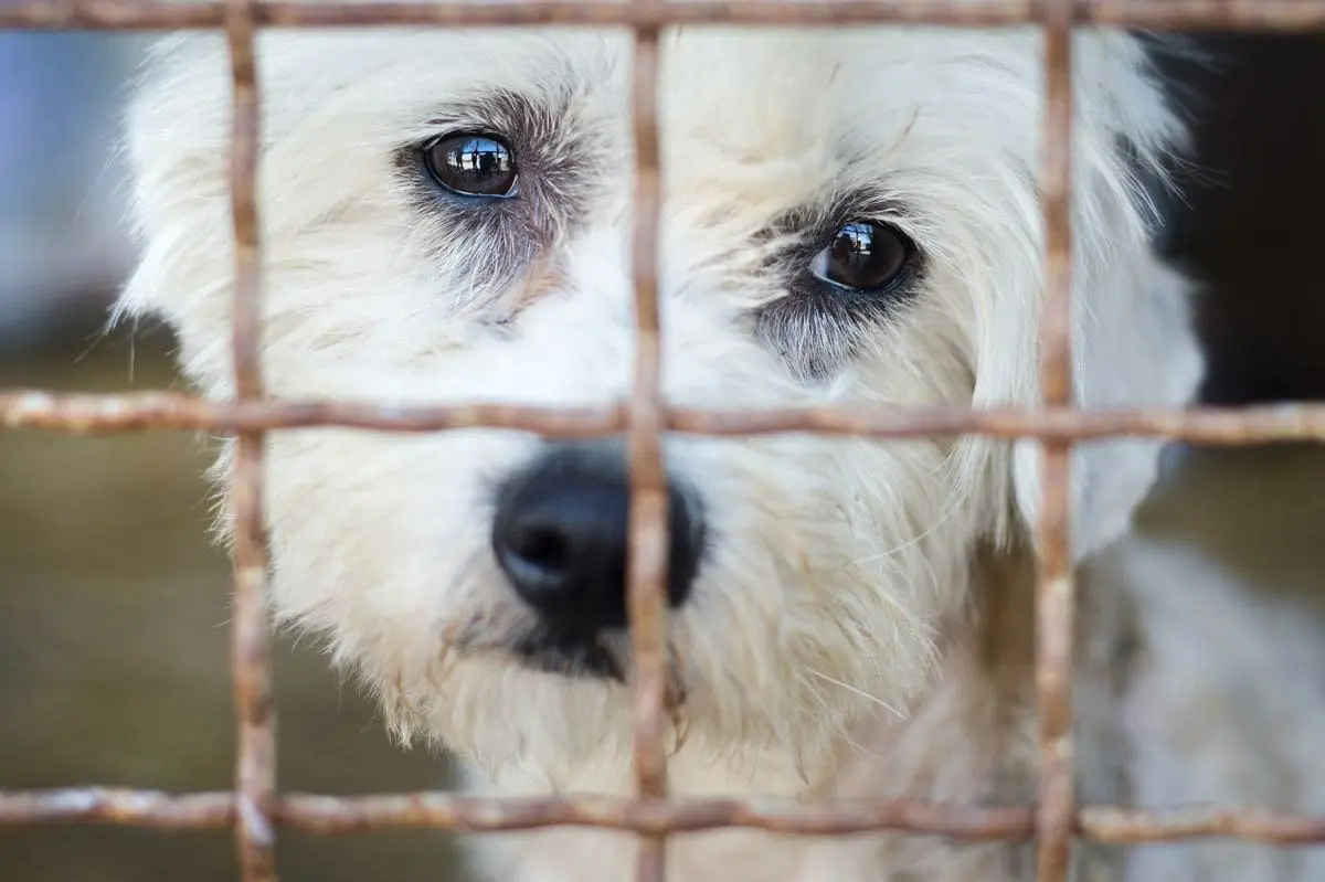 photodune-11484020-dog-in-cage-copy-2 photodune-11484020-dog-in-cage-copy-2