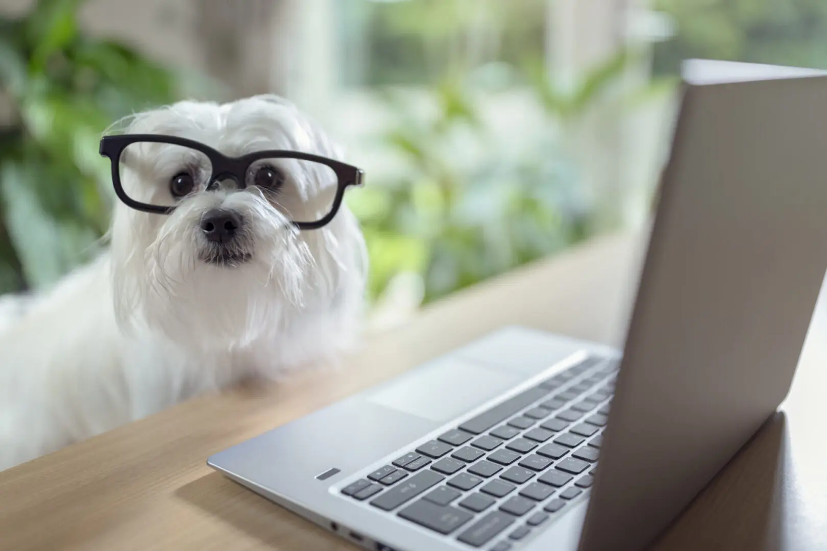 photodune-aCfeEPfR-dog-using-laptop-computer-resize-scaled