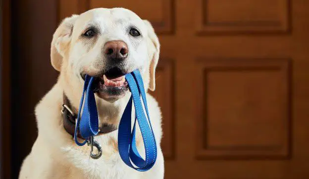 photodune-nWTyx7fL-dog-waiting-for-walk-sm-3 photodune-nWTyx7fL-dog-waiting-for-walk-sm-3