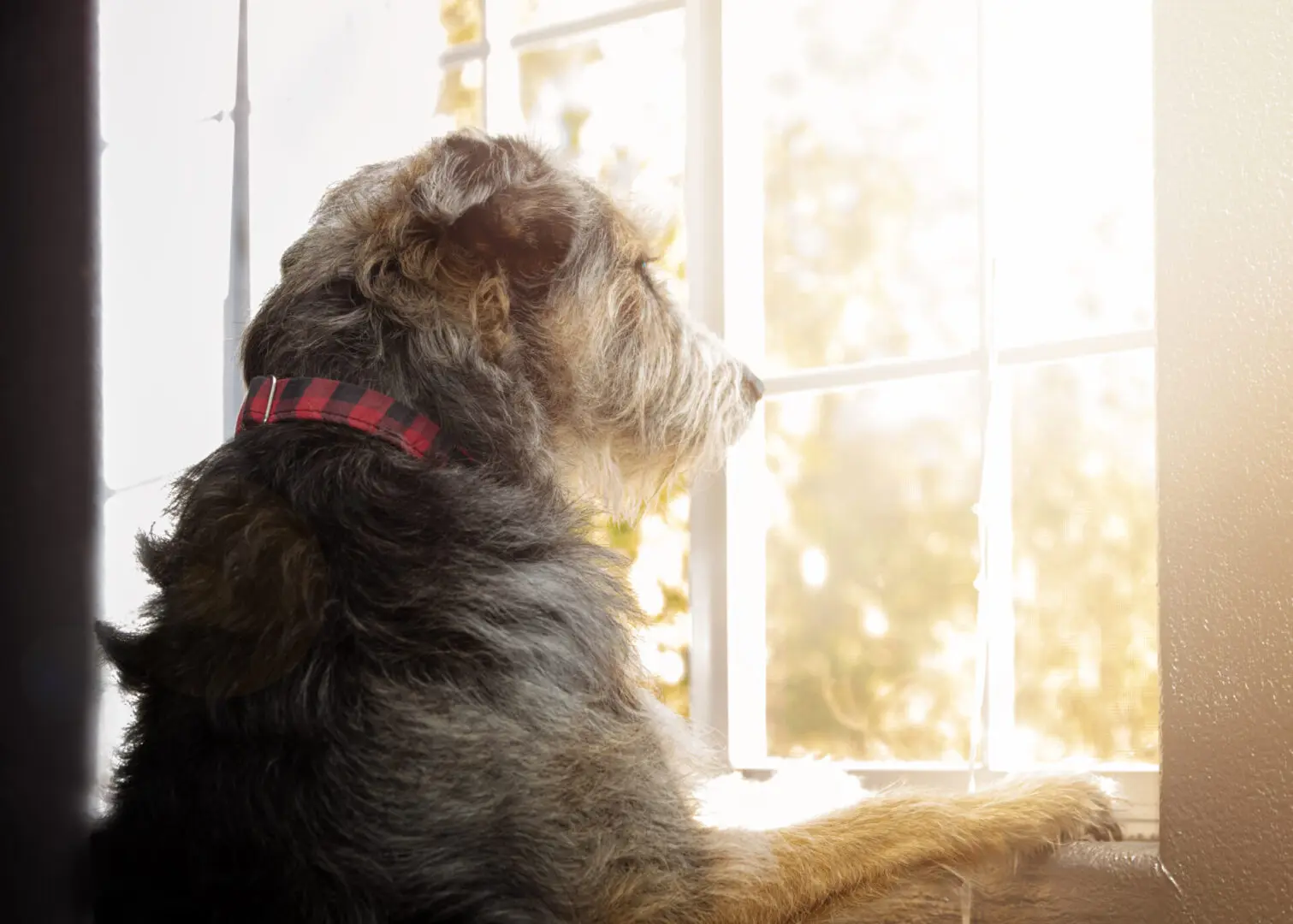 dog-separation-anxiety-sm-scaled dog-separation-anxiety-sm-scaled