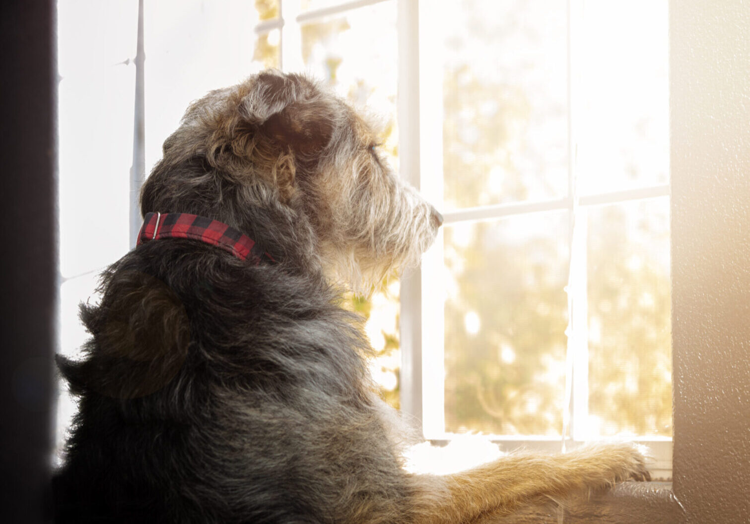 Sad lonely dog with separation anxiety looking out a window for owners to return home