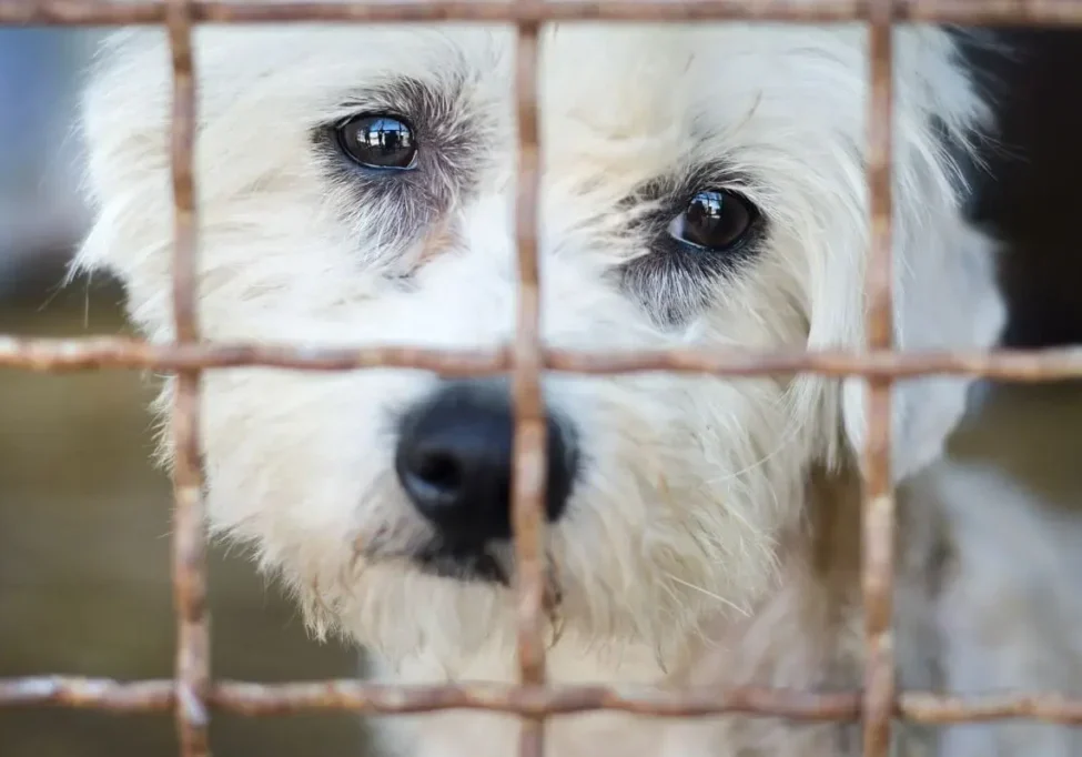 photodune-11484020-dog-in-cage-copy-2 photodune-11484020-dog-in-cage-copy-2