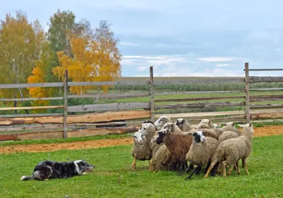 photodune-6RqyktHR-sheepdog-working-sheeps-sm photodune-6RqyktHR-sheepdog-working-sheeps-sm