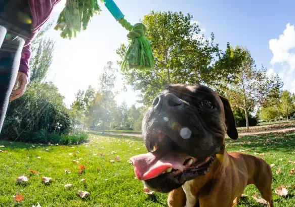 photodune-I6VxORW3-woman-training-dog-in-park-sm photodune-I6VxORW3-woman-training-dog-in-park-sm